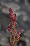 Common sheep sorrel